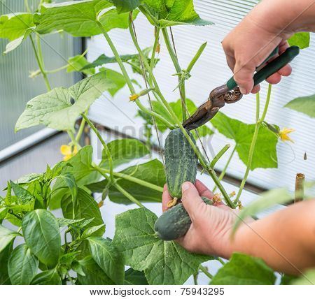 Picking Cucumber