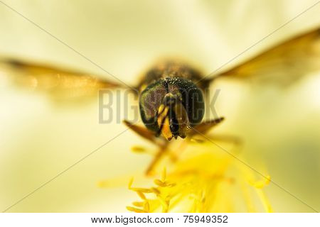 Fly on a yellow flower