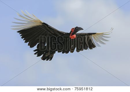 Southern Ground Hornbill (bucorvus Leadbeateri)