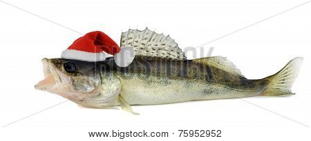 Santa Hat On A Walleye