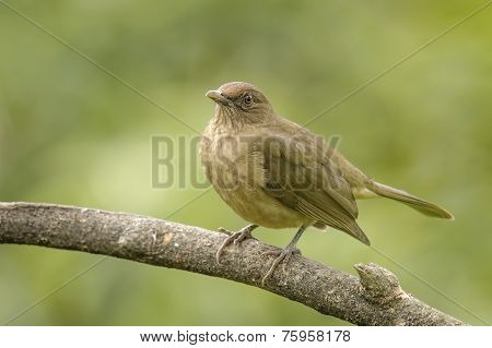 Yiguirro Perched