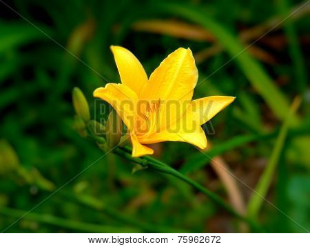 Flower theme Iris