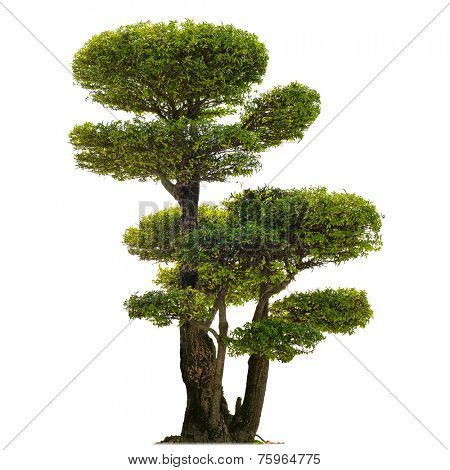 Isolated tree on white background. Plant for beautiful garden 