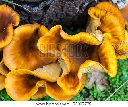 Mushrooms