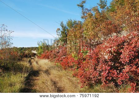 Autumn Colours In The Carso