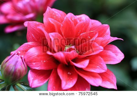 Dahlia flower and bud