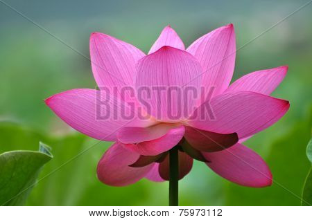 Pink lotus flower