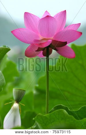 Lotus flowers