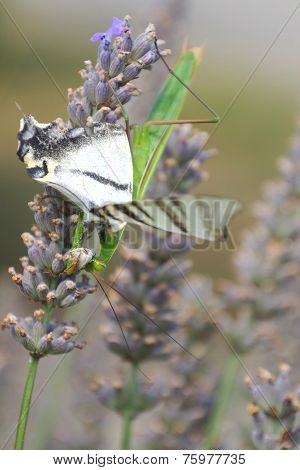 praying mantis eating a butterfly