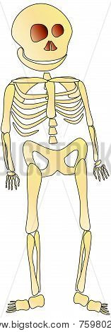 Skeleton