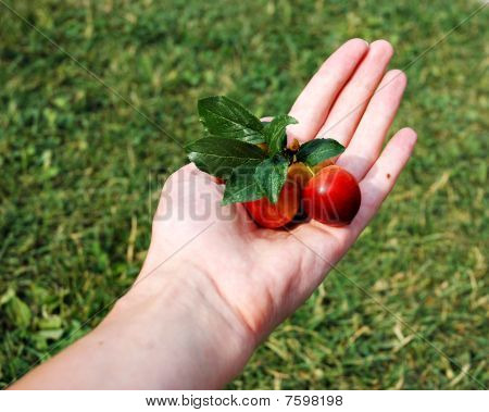 Mirabelle