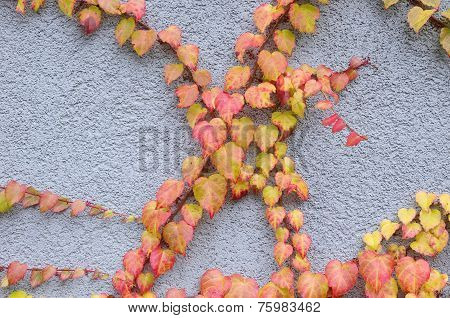Wild Vine Branch On Blue Wall
