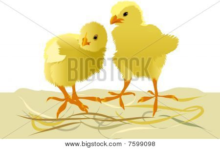 Pollo