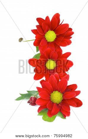 Red Daisy