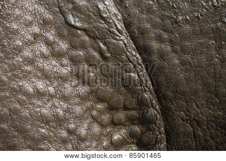 Detail Of Greater One-horned Rhinoceros Skin