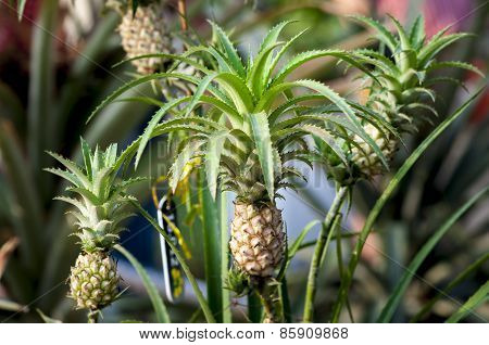 Pineapple