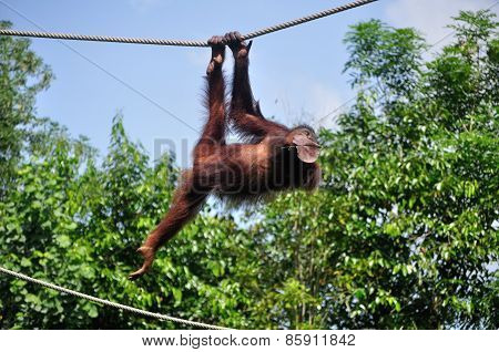 Orang Utan Swinging