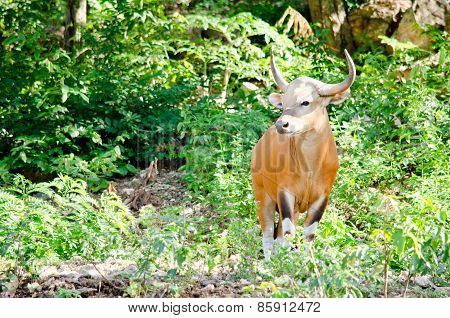 Male Banteng