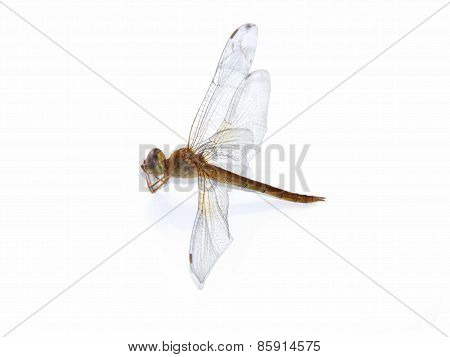 Drogonfly Incet On Isolate