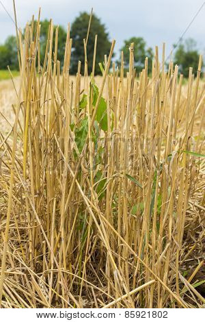 Mown Wheat