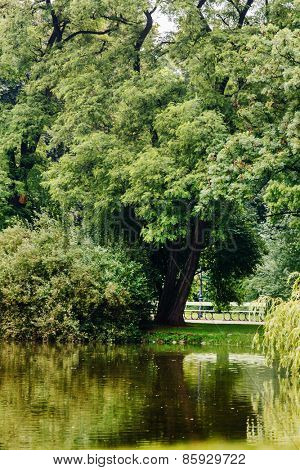 tree near lake