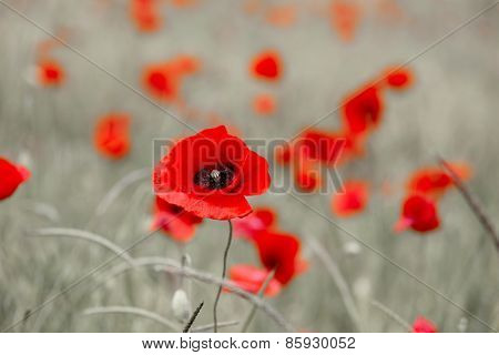 Wild red poppy