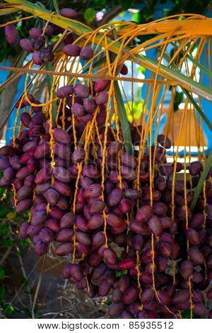 Bunch Of Dates, Vertical