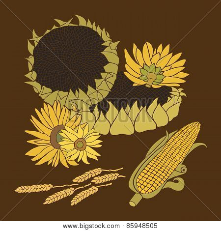 Greeting card with composition of sunflower, corn and ears