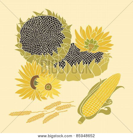 Greeting card with composition of sunflower, corn and ears