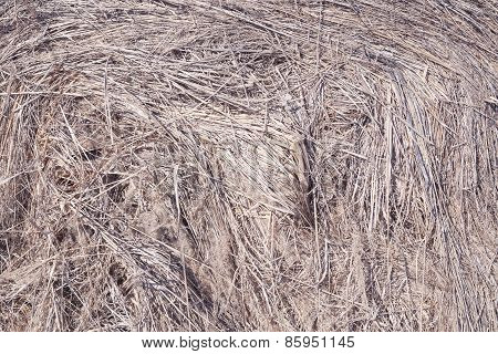Hay texture