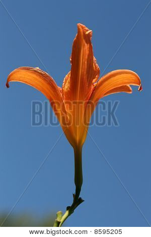 꽃