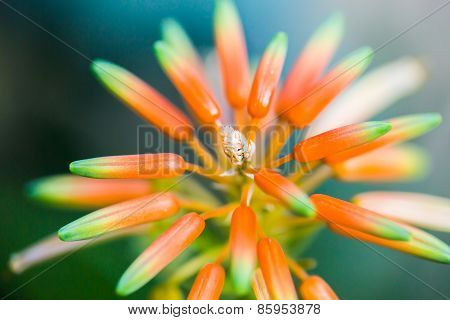 macro fade