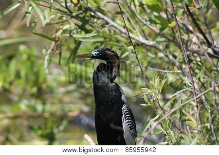 anhinga