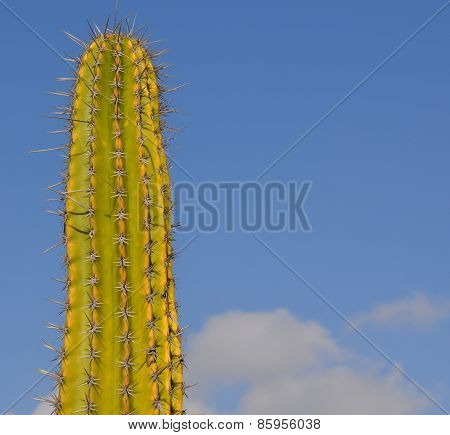 Desert cactus.