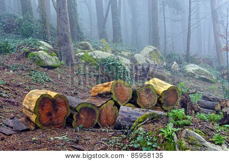 Forest