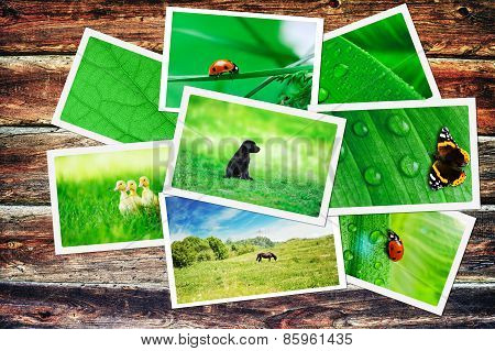 Plie Of Green Nature Pictures On Wooden Table