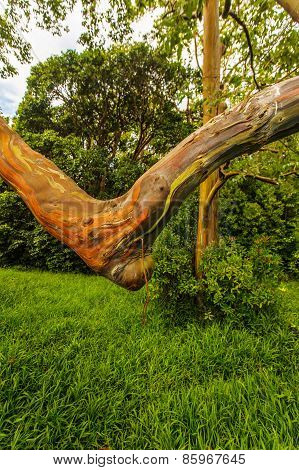 Rainbow Ecalyptus Tree