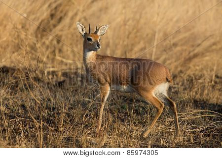 Single Alert Steenbok Carefully Graze Burnt Grass