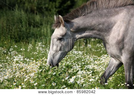 Andalusian Gray Young Horse Portrait In Summer