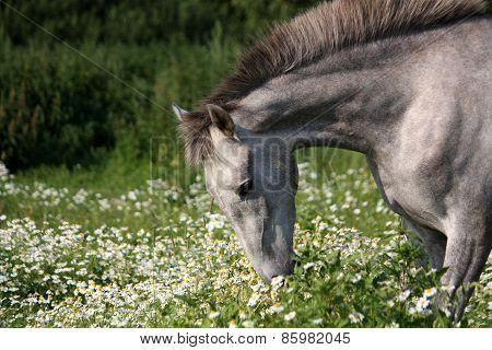 Andalusian Gray Young Horse Portrait In Summer