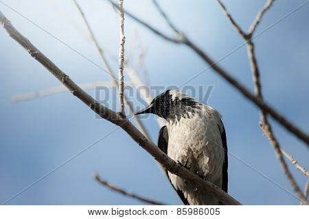 The Crow On A Tree Branch Closeup