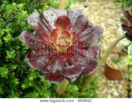 Blume