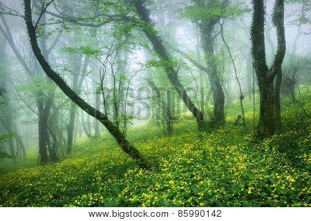 Mysterious Beautiful Forest In Fog With Green Leaves And Yellow Flowers.