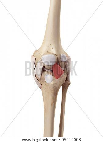 medical accurate illustration of the lateral patellar ligament
