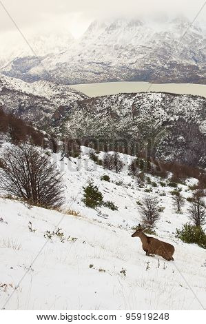 South Andean Deer
