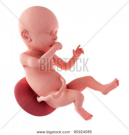 medical accurate illustration of a fetus - week 40
