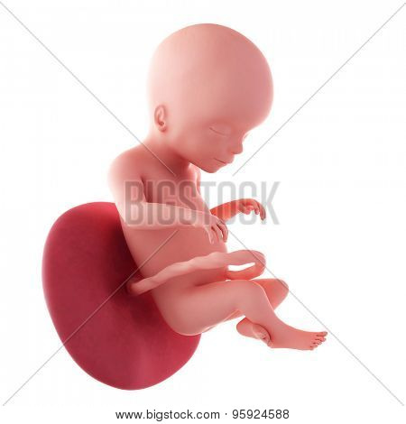 medical accurate illustration of a fetus - week 20