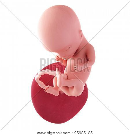 medical accurate illustration of a fetus - week 14