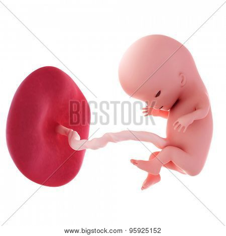 medical accurate illustration of a fetus - week 11