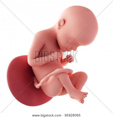 medical accurate illustration of a fetus - week 29